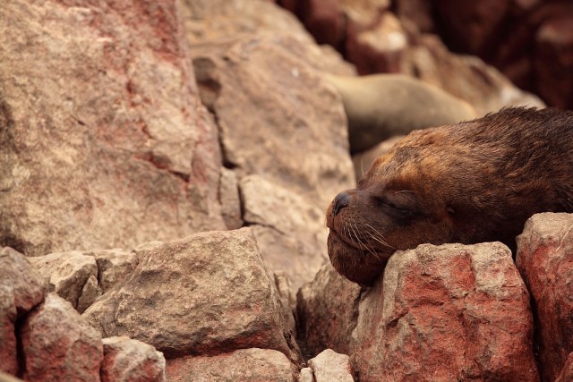 Южно-Американский дневник. Перу.