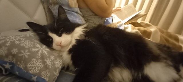 А как вы спите с котиком?