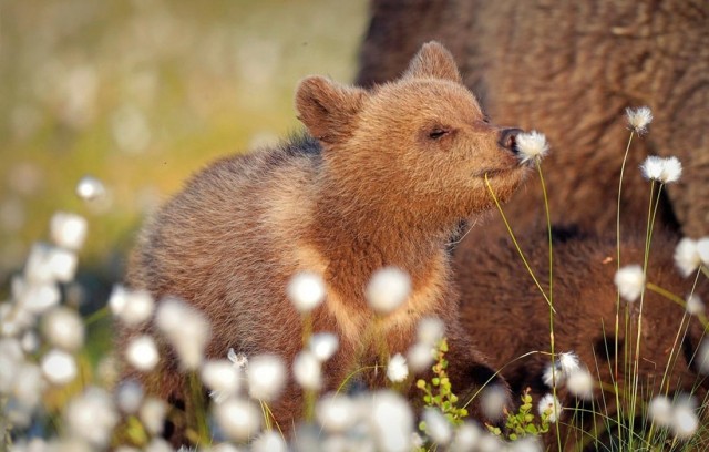 Финалисты ежегодной премии Comedy Wildlife Photography Awards