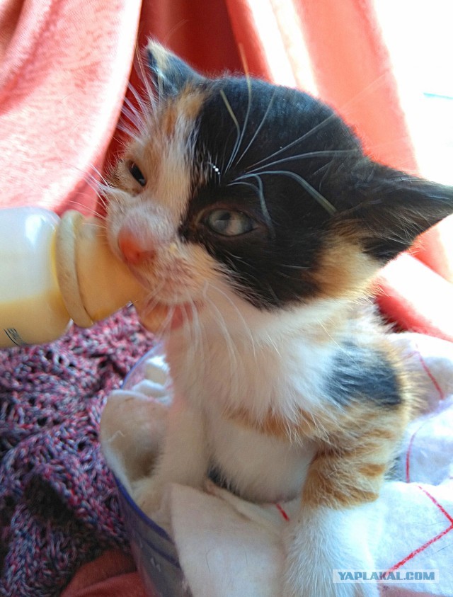 Мой котовторник