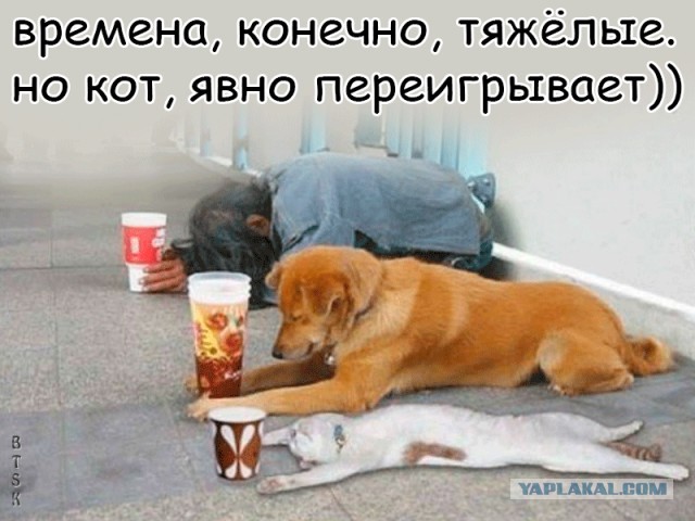 Бесконтактный "тигр" с каменным лицом