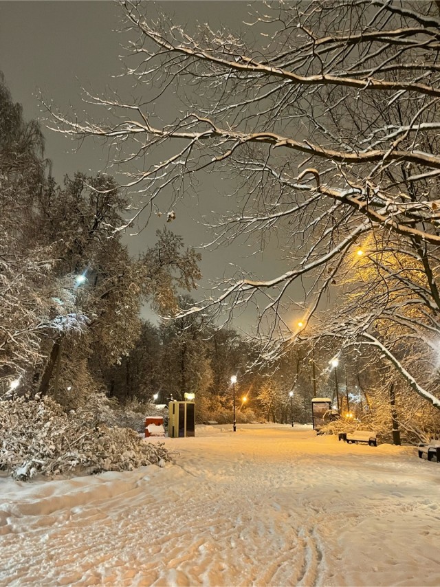Волшебный лес