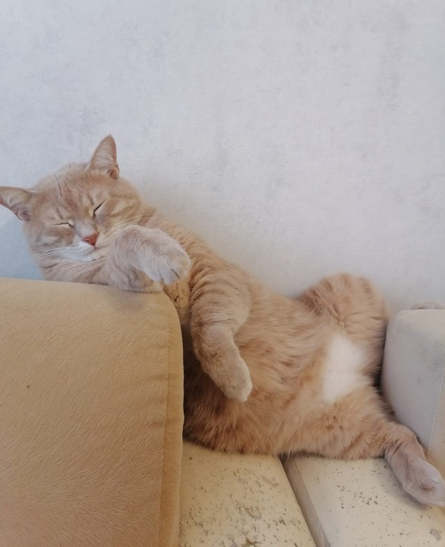 Вы хочите кошек, их есть у меня...