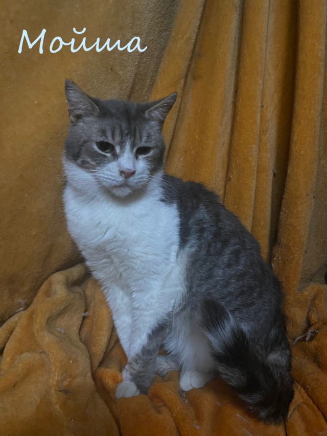 Жизнь домашнего приюта "Котоленд" 383