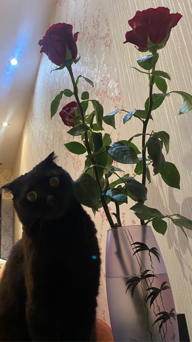 Котовторник