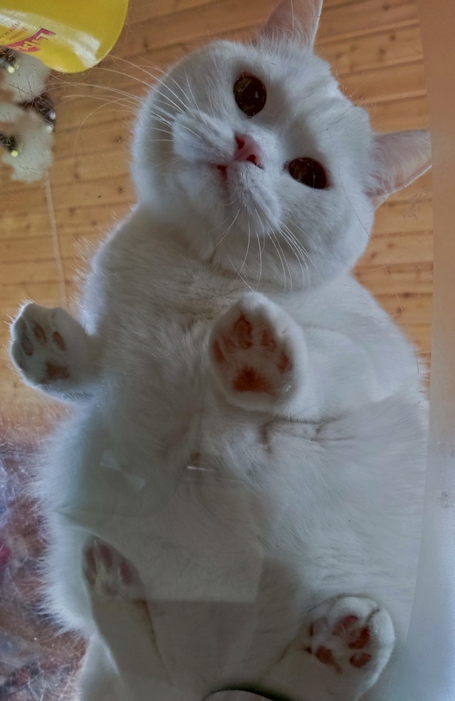 Не только котовторник, а еще и Всемирный день кошек!