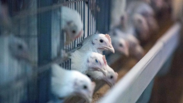 На Кубани заявили об увеличении объема производства яиц и мяса птицы