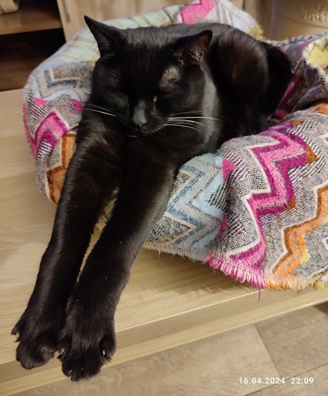 Котовторник