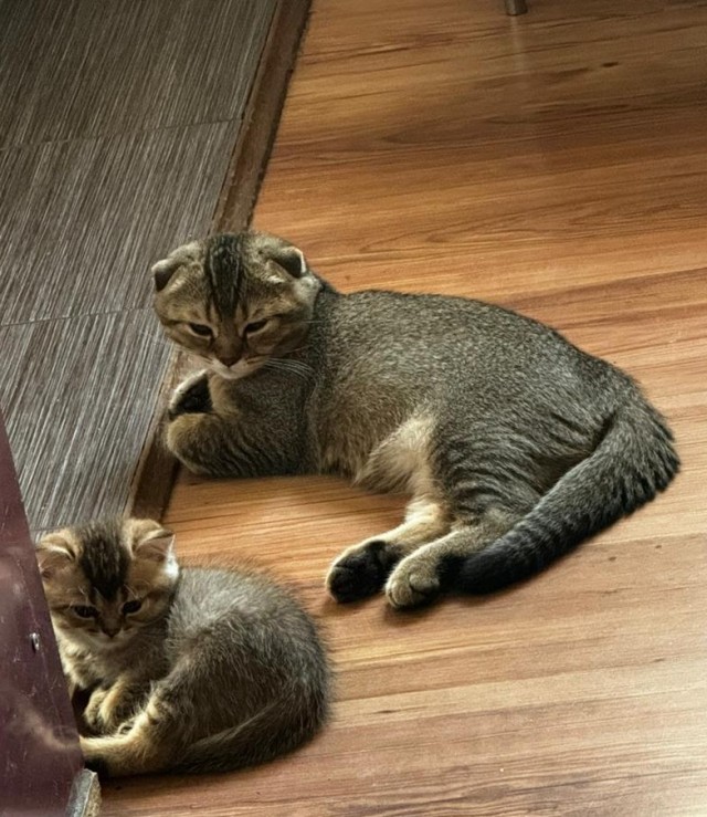 С Котовторником!