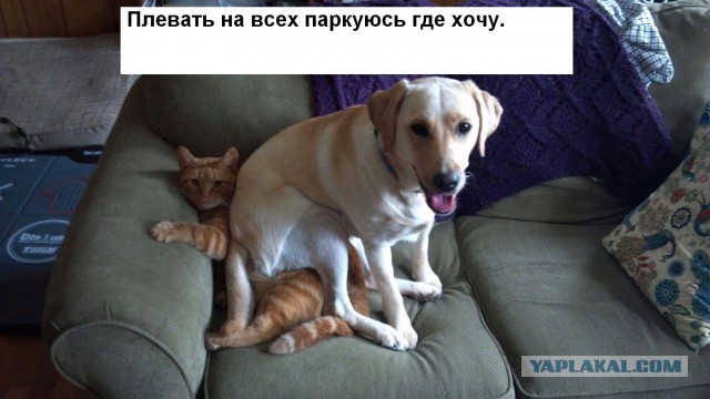 "Вы даже не представляете, насколько мне пофиг"