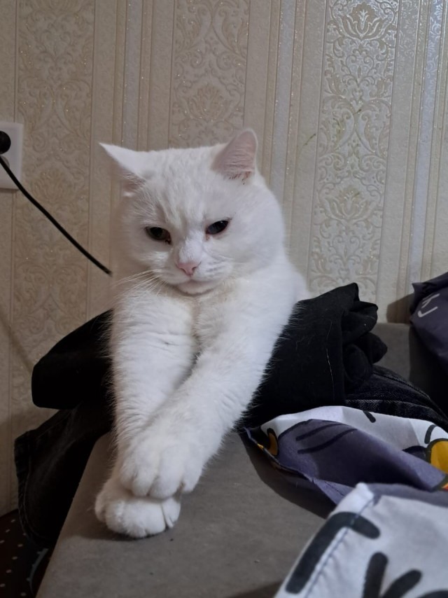 Привет, землянин!