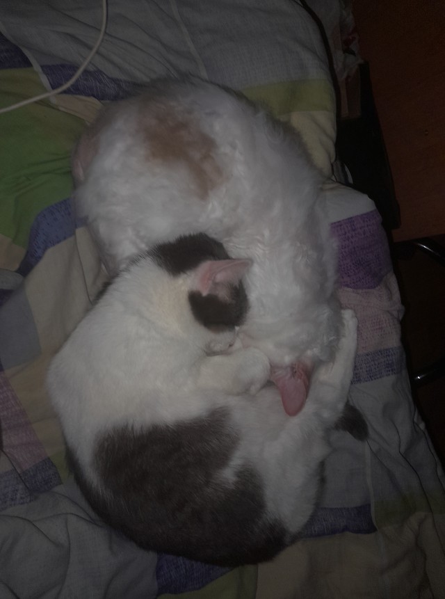 Когда кот смотрит в окно и не реагирует — это знак, который нельзя игнорировать