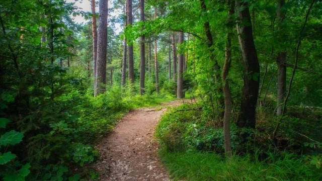 В Ленобласти женщина пошла за грибами, а нашла 9 кг мефедрона.