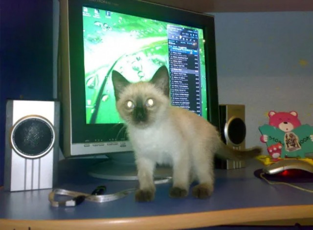 С котовторником!