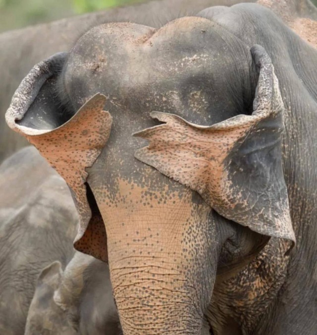 Финалисты фотоконкурса Nikon Comedy Wildlife Awards 2025
