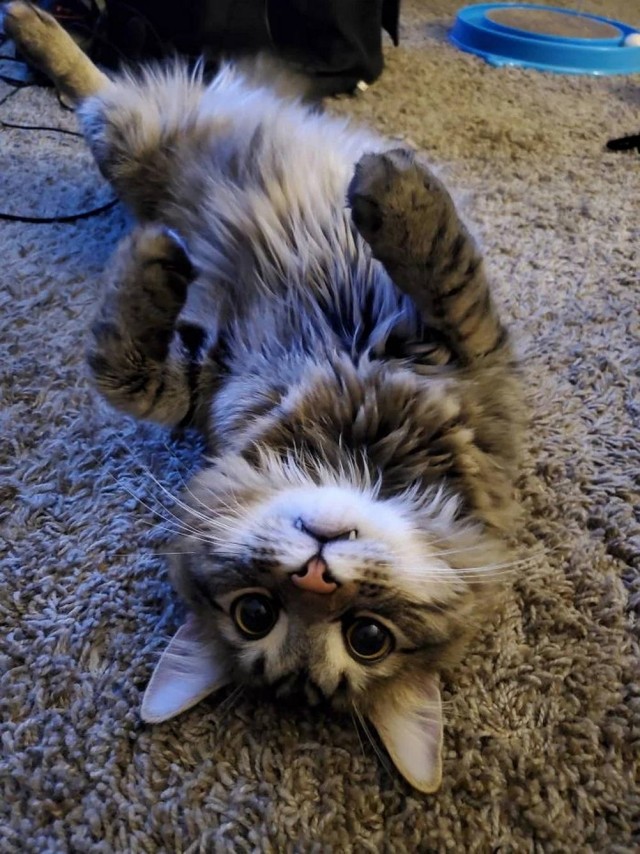 Чутка кошек