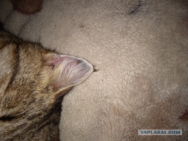 У нас теперь тоже котовторник