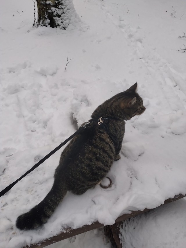 Котик...