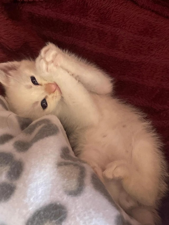 Мужчина нашёл котят на дороге