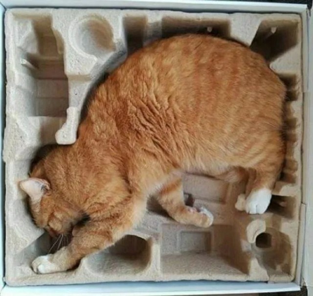 Возлюби кота ближнего своего