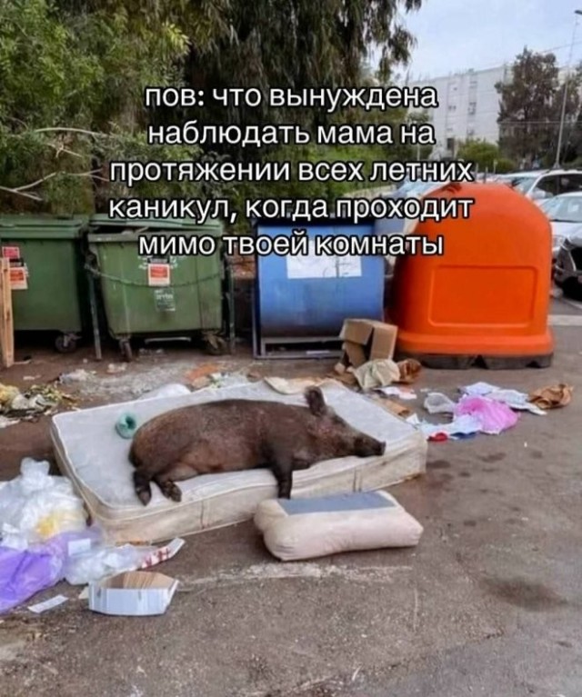 Веселые картинки в пятницу (17.07)