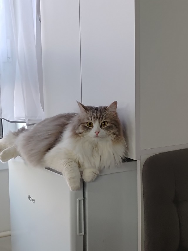 Степана вам в котовторник