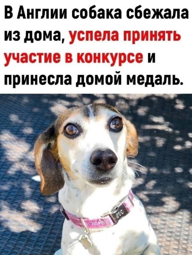 Подборка картинок к собакочетвергу