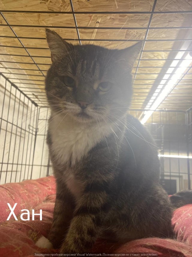 Жизнь домашнего приюта "Котоленд" 567