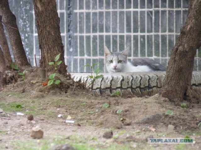 Котовторник   27.08.2013