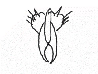 Коты ученых