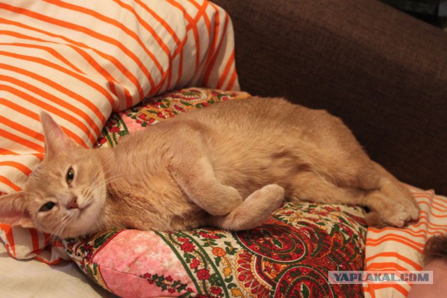 Котовторник 01.04.2014