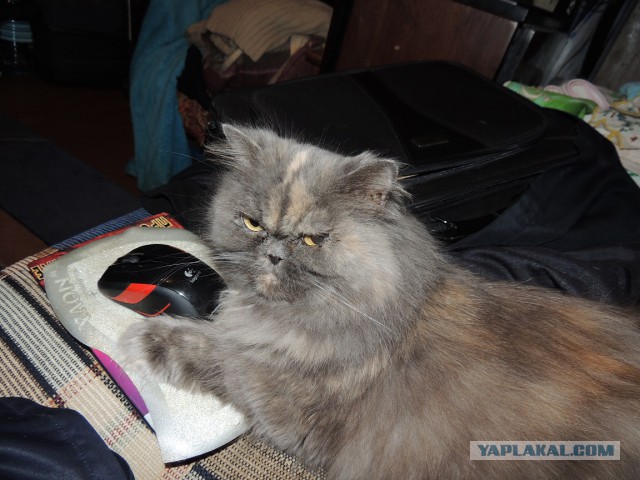 Котовторник 05.08.2014