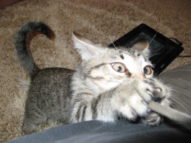 Котовторник 05.08.2014