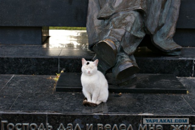 Котовторник 26.08.14.