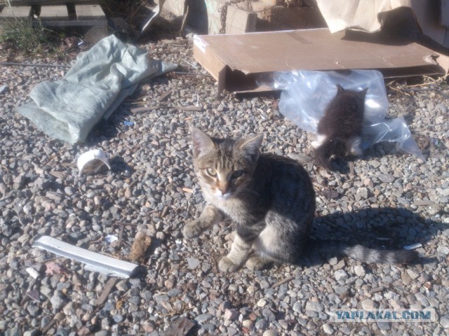 Как я тоже спас котенка