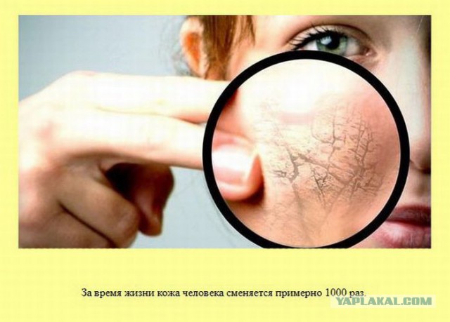 20 фактов обо всем