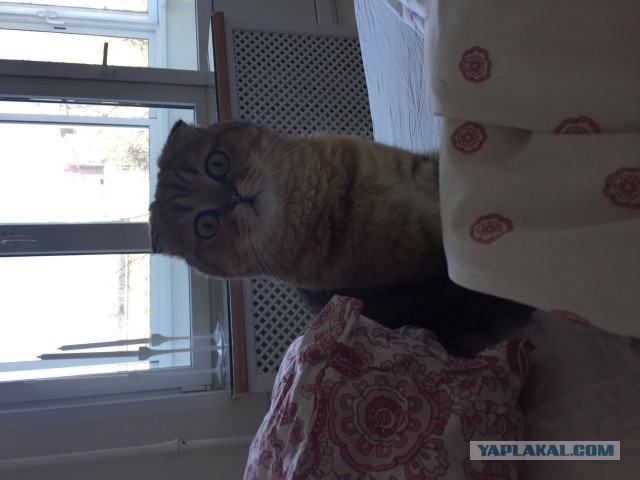 Котовторник 31.03.2015