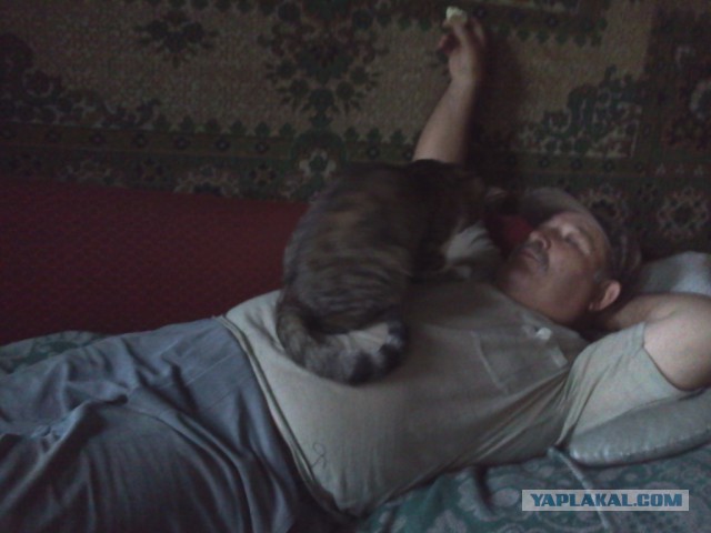 Котовторник 16.06.2015., Котовторник наступил!
