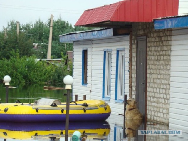 Памятник собаке по кличке Дружок