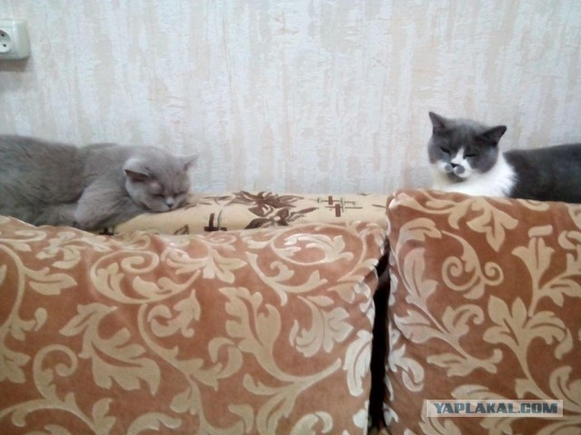 Котовторник  10.11.2015