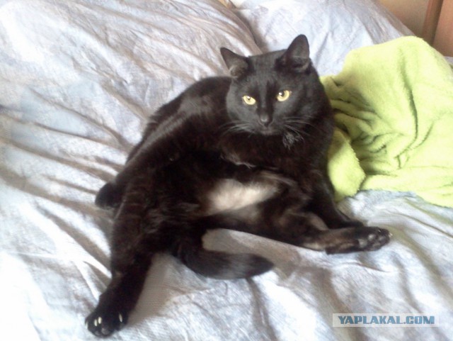 Кот с очень необычной способностью.