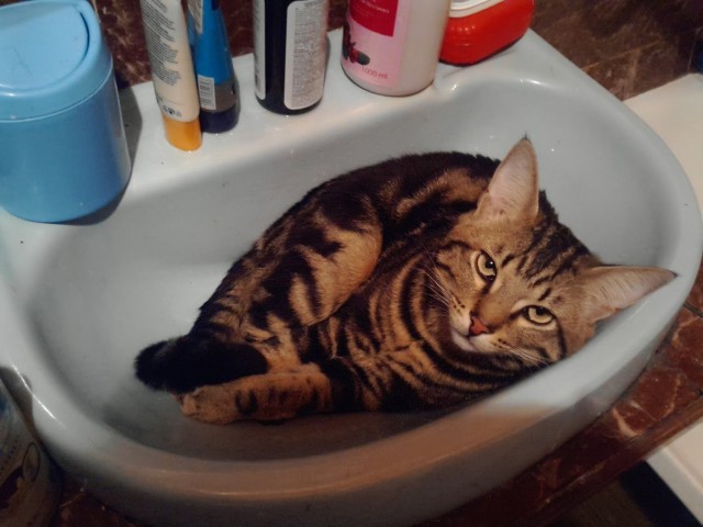 Про моего котика: нежного, злого, вредного