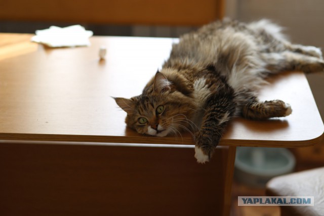 Котовторник 12.04