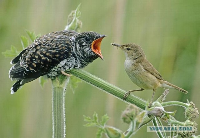 Скоро во всех гнёздах страны!... и не только