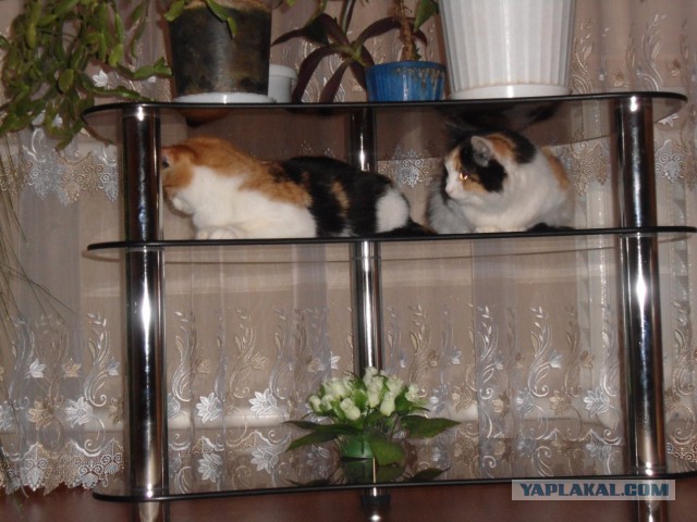 Котовторник 25.10. 2016