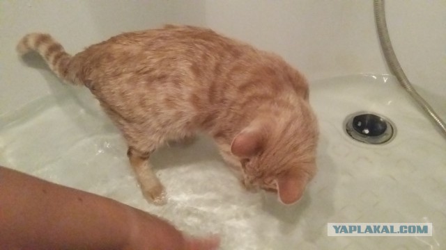 У меня сломался кот