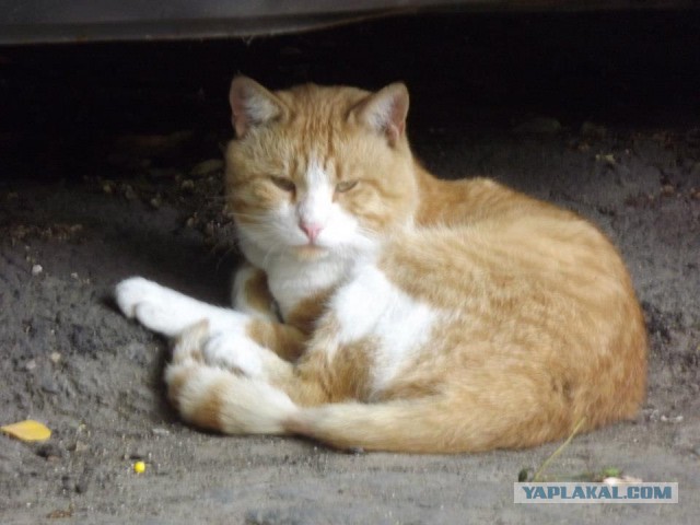 Котовторник 01.11.2016 г.