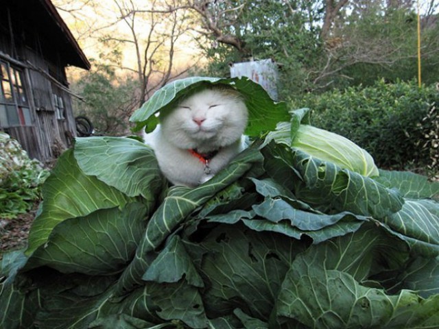 Коты из сети