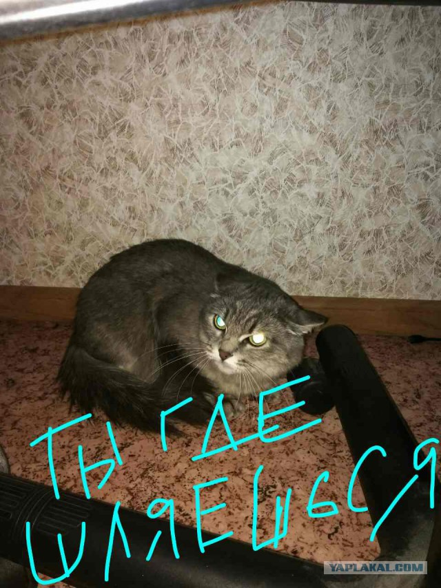 Коты из сети