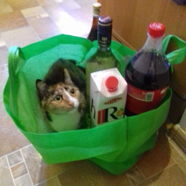 Коты из сети